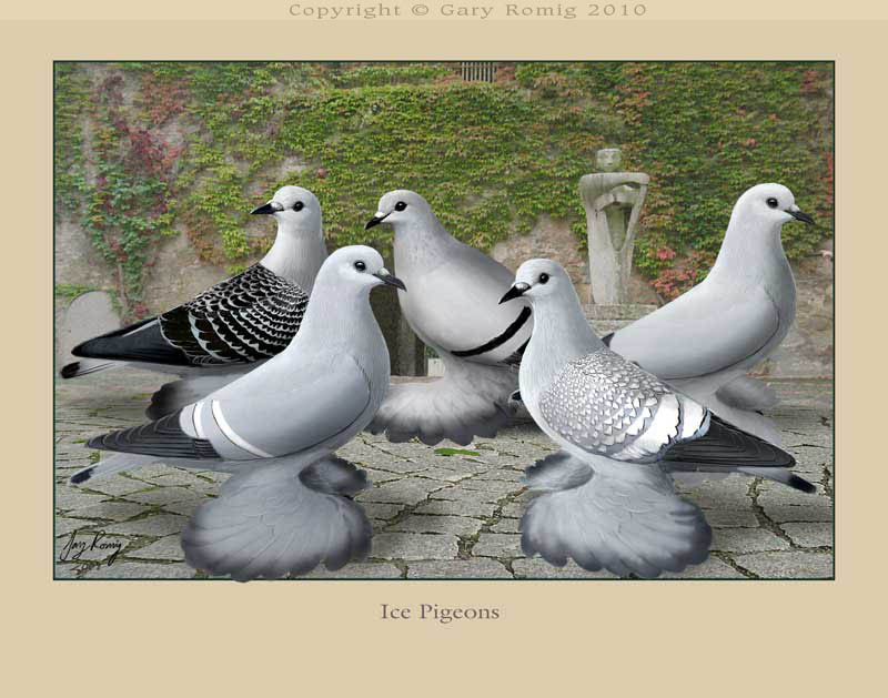 Ice Pigeons