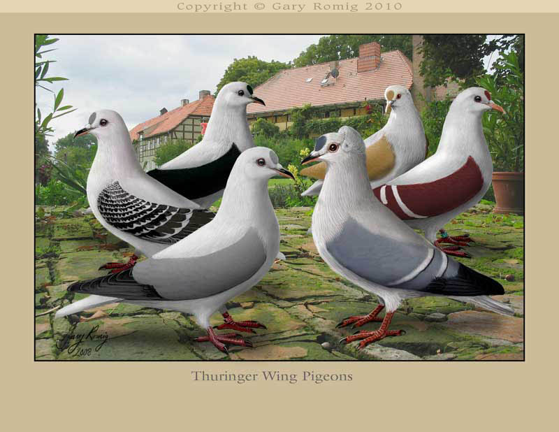 Thuringer Wing Pigeons