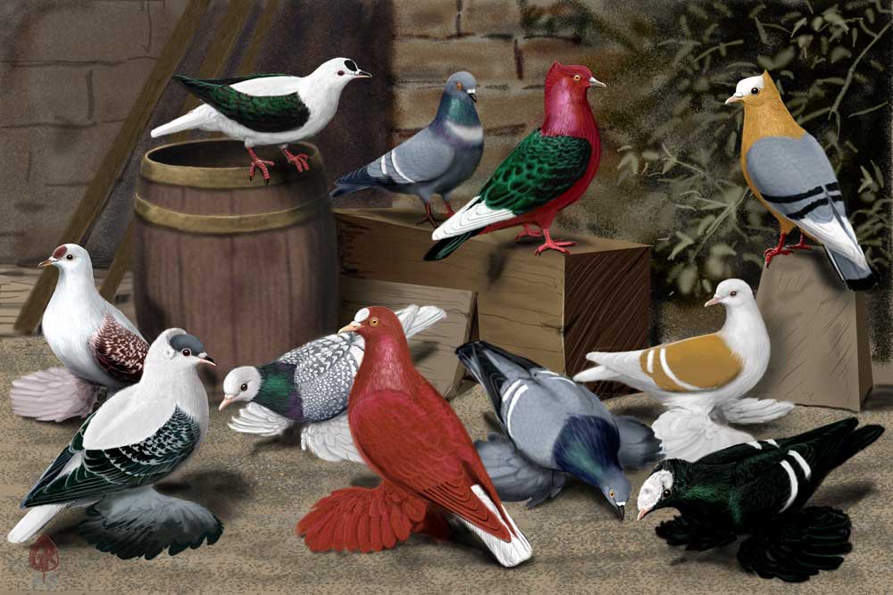 Color Pigeons